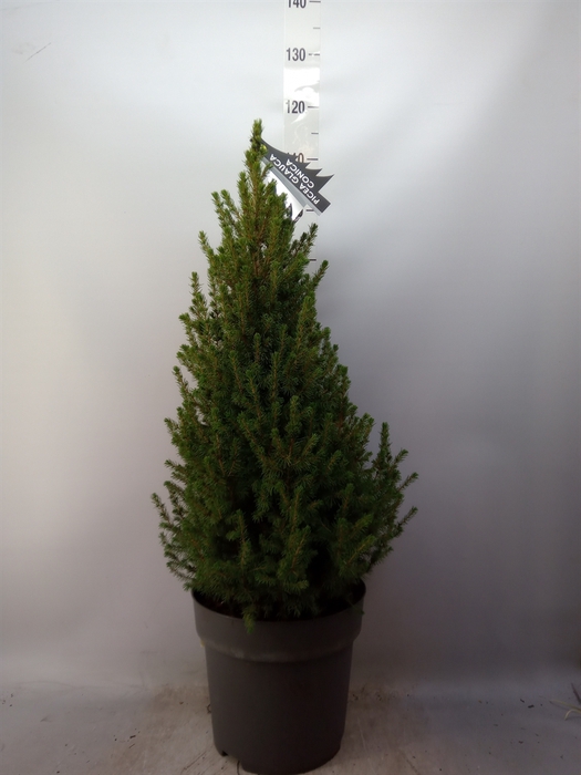 <h4>Picea glauca 'Conica'</h4>