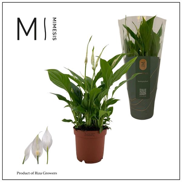 <h4>Spathiphyllum Bellini</h4>