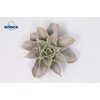 Echeveria Madiba Cutflower Wincx-8cm