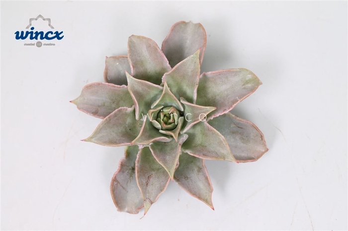 Echeveria Madiba Cutflower Wincx-8cm