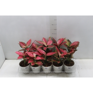 AGLAONEMA CHERRY BABY P12