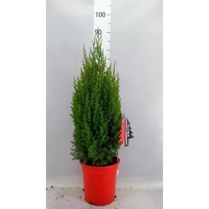 Juniperus chinensis 'Stricta'