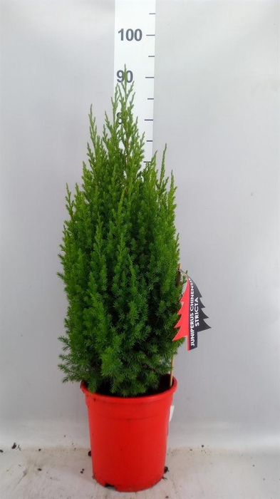 <h4>Juniperus chinensis 'Stricta'</h4>