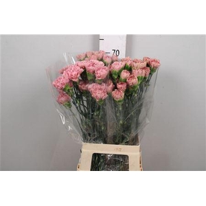 Di St Lege Pink