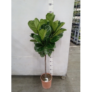 Ficus   ...