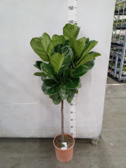 <h4>Ficus   ...</h4>