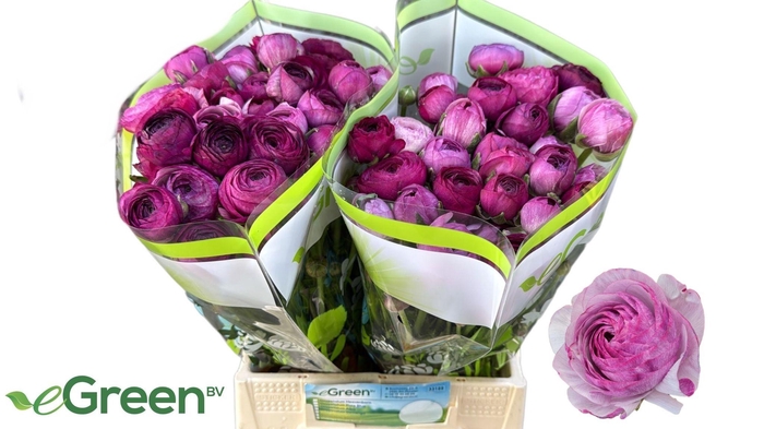 <h4>RAN AM PURPLE JEAN</h4>