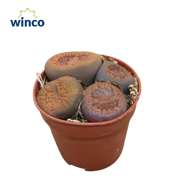<h4>Lithops (group)</h4>