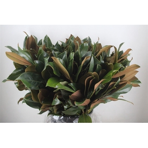 Magnolia Leaves P Bunch