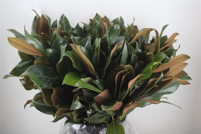 <h4>Magnolia Leaves P Bunch</h4>