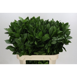 RUSCUS HYPOPHYLLUM