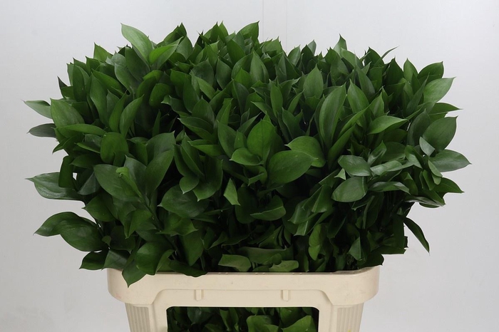 <h4>RUSCUS HYPOPHYLLUM</h4>