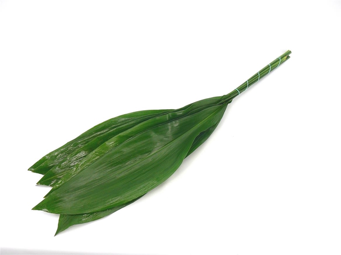 <h4>Aspidistra 80cm</h4>