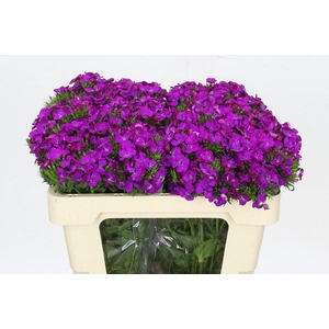 Dianthus Br Amazon Neon Purple