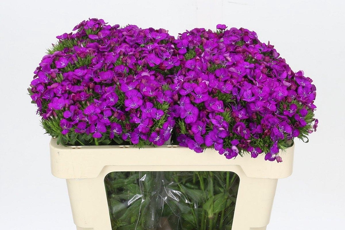 <h4>Dianthus Br Amazon Neon Purple</h4>