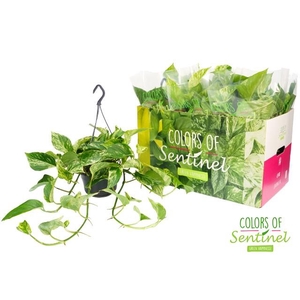 Epipremnum Marble Queen hangpot