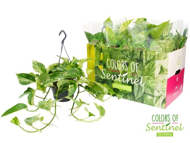 <h4>Epipremnum Marble Queen hangpot</h4>