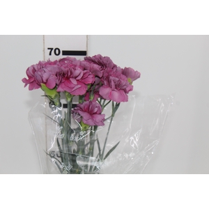 CRAVO HYPNOSIS 070 CM LILAS