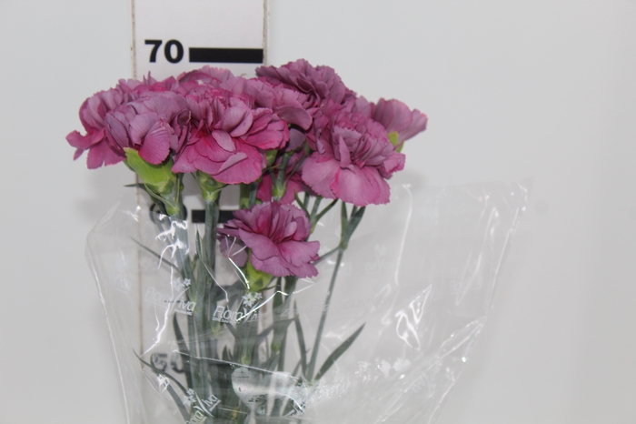 <h4>CRAVO HYPNOSIS 070 CM LILAS</h4>
