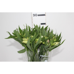 ALSTROEMERIA WHITNEY 080 CM