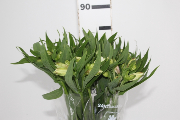 <h4>ALSTROEMERIA WHITNEY 080 CM</h4>