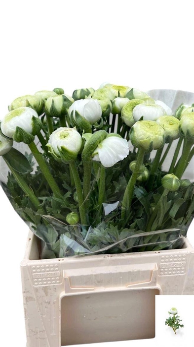 <h4>Ran Aazur White</h4>