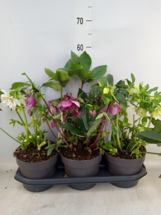 <h4>Helleborus ori.</h4>