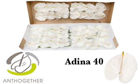 <h4>Anthurium Adina</h4>