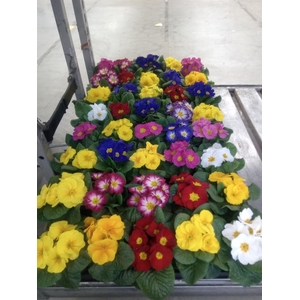 Primula ac.   ...mix