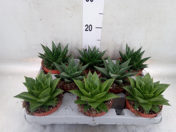 <h4>Aloe   ...mix</h4>