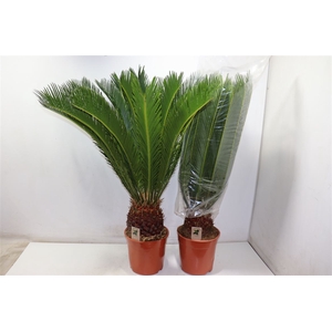 arr8 Cycas Revoluta