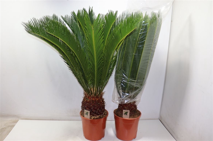 <h4>arr8 Cycas Revoluta</h4>