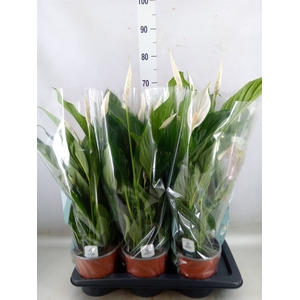 Spathiphyllum  'Bingo Cupido'