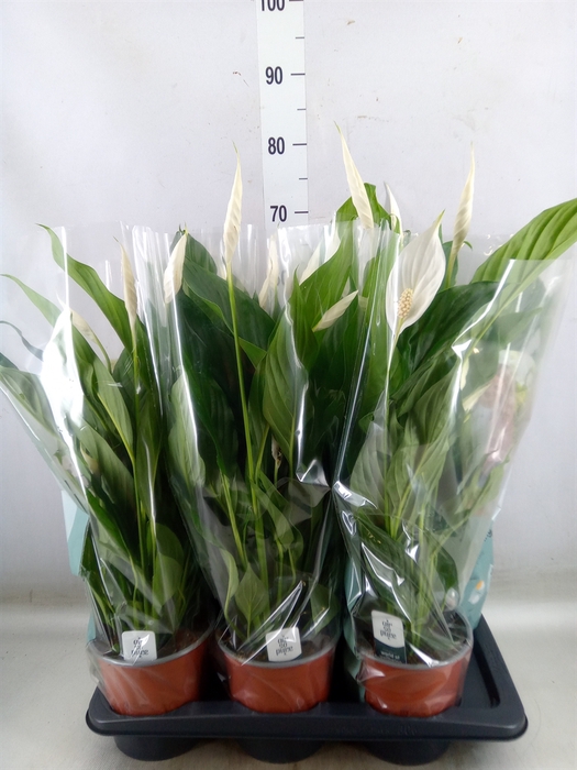 <h4>Spathiphyllum  'Bingo Cupido'</h4>