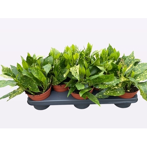 AUCUBA J VARIEGATA