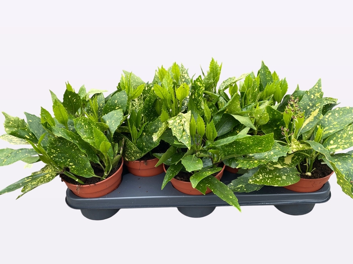 <h4>AUCUBA J VARIEGATA</h4>