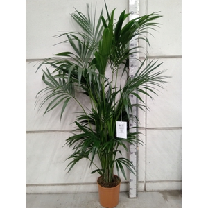 Howea forsteriana