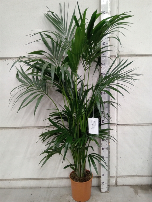 <h4>Howea forsteriana</h4>