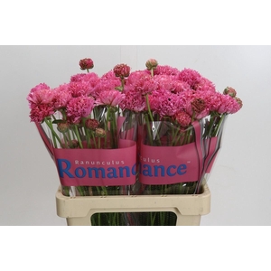 RANUNCULUS  'POODLE RAMLIA'