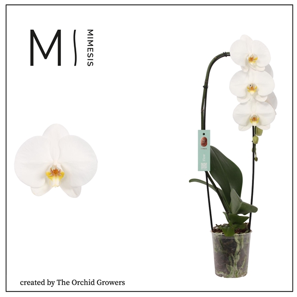 <h4>Mimesis Phal. Flow Tokyo - 1 spike 12cm</h4>