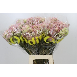 Blushing Bride Pink 6/9 Flowers