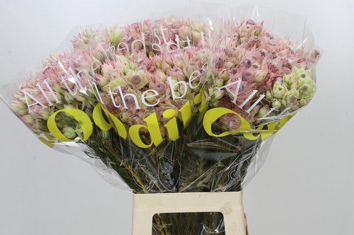 <h4>Blushing Bride Pink 6/9 Flowers</h4>