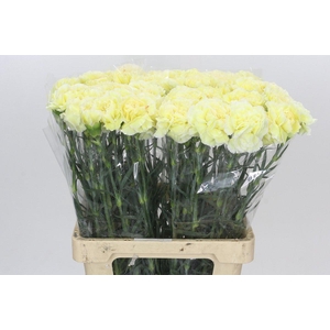 Dianthus St Poirot Giallo
