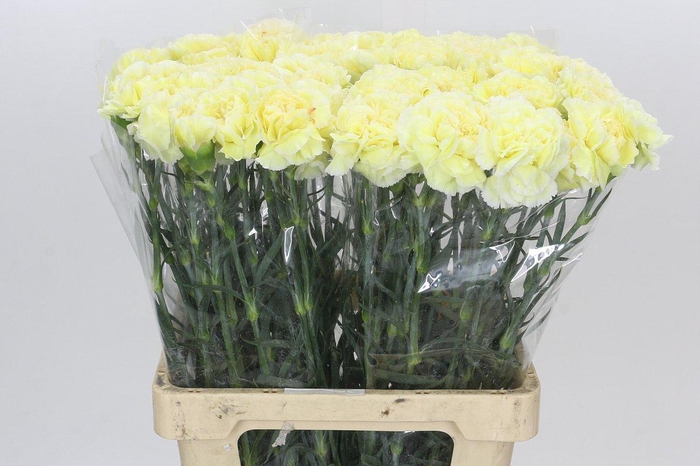<h4>Dianthus St Poirot Giallo</h4>