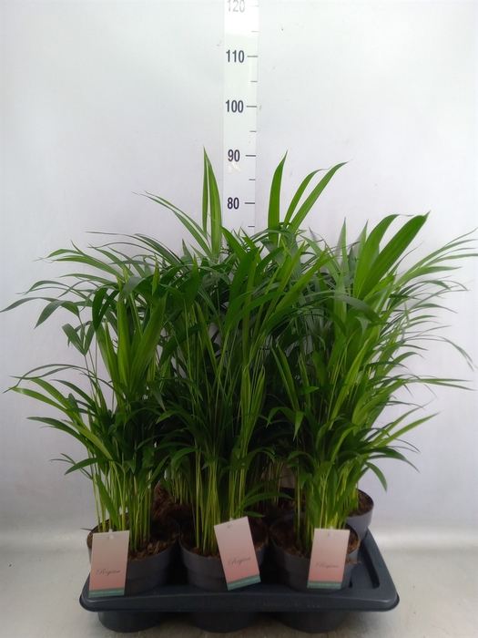 <h4>Dypsis lutescens   ...Chrysalidoca</h4>