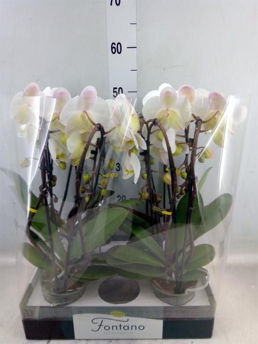 <h4>Phalaenopsis   ...white</h4>