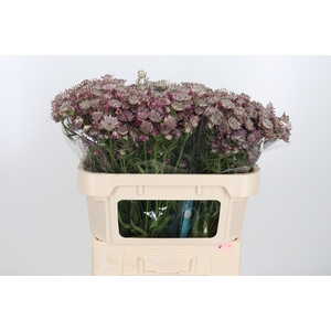Astrantia Star Of Africa