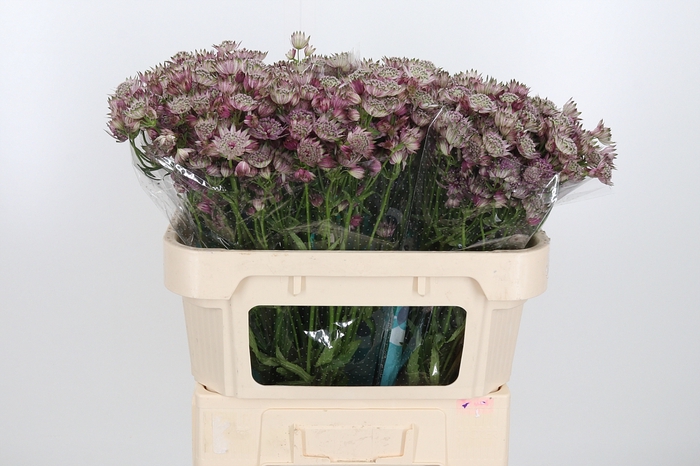 <h4>Astrantia Star Of Africa</h4>