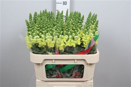 <h4>Antirrhinum majus 'Opus Yellow'</h4>