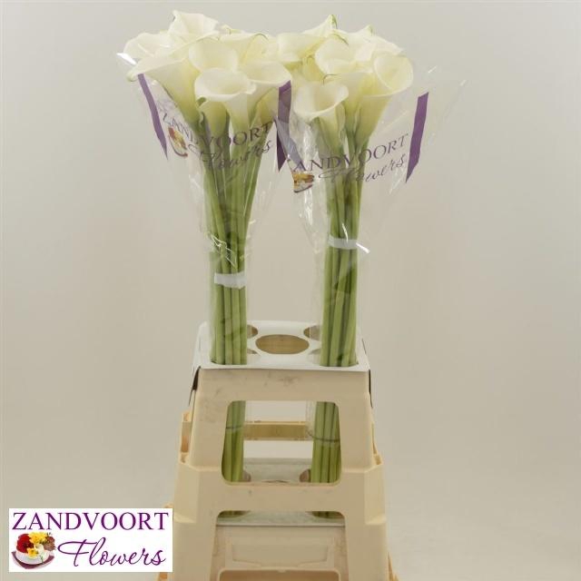 <h4>ZANT WHITE ART</h4>
